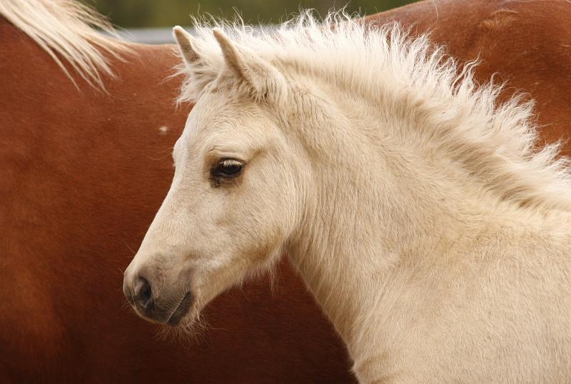 Myrdal von Heidmoor f.jpg